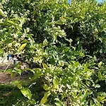 Amarmare Trappeto (Sicily)