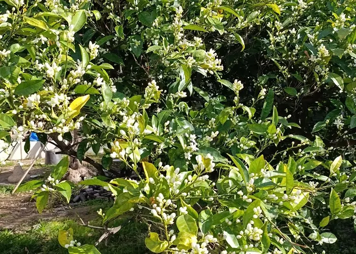 Amarmare Trappeto (Sicily)